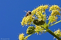 Fiore di ferula (40D_5047_2rid)